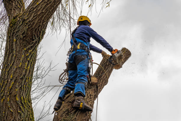 Best Tree Removal  in USA